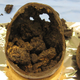 Bits of well-preserved brain found in the Iron Age skull.